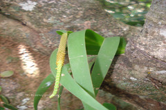 Oberonia sebastiana